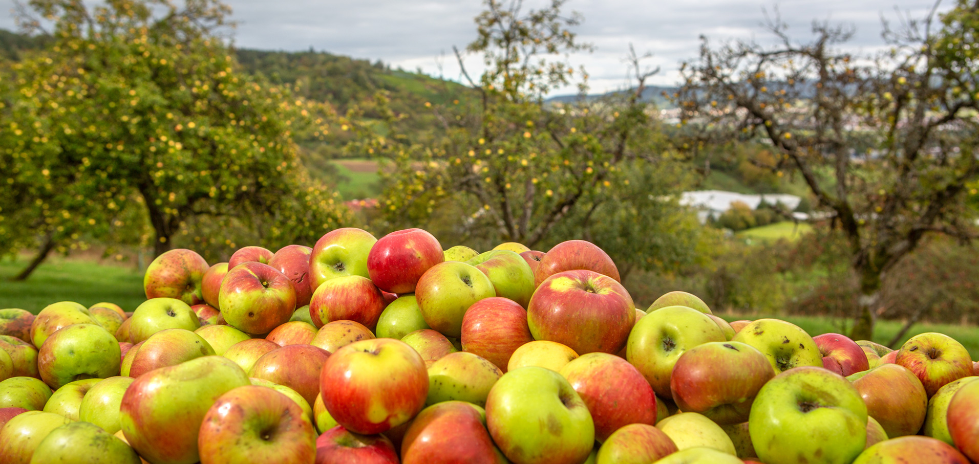 Äpfel im Vordergrund Streuobstwiese im Remstal im Hintergrund